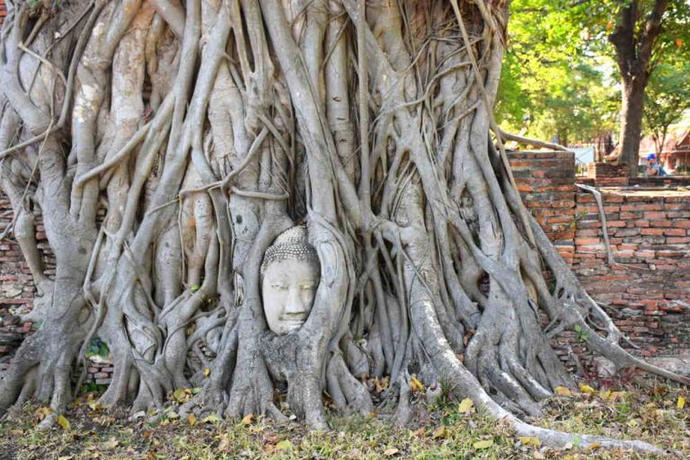 Cabeza de Buda entre las ramas de un árbol