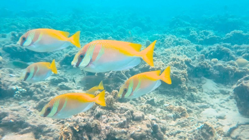 Cinco peces de colores 