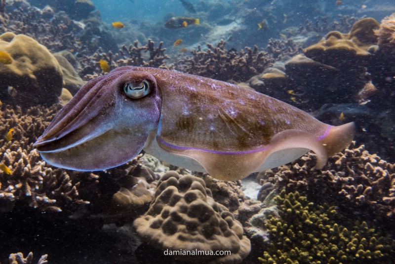 Una sepia o Cuttlefish