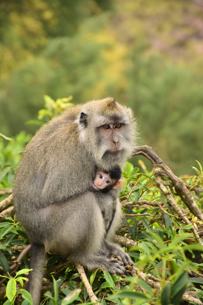 Un mono y su cría en el monte Batur