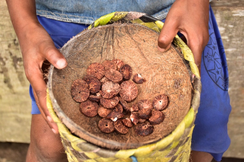Qué hacer en Bajawa: nueces de betel