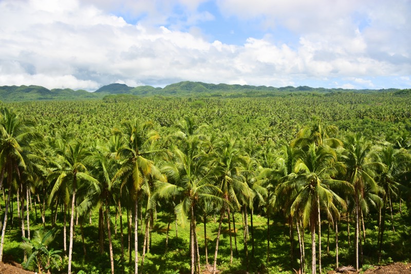 Guía para viajar a Siargao: mar de palmeras