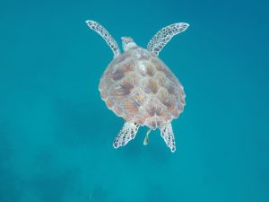 20 cosas que hacer en Filipinas: ver tortugas