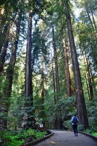Que hacer en San Francisco: Muir Woods