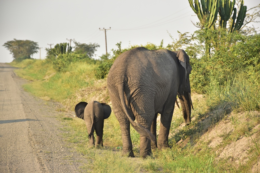 Dos elefantes en el Parque Nacional Queen Elisabeth en Uganda