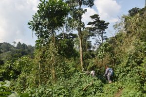 Adentrándonos en el Bosque Impenetrable de Bwindi