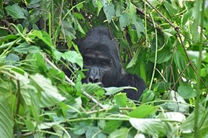 Trekking para ver gorilas en Uganda: un espalda plateada