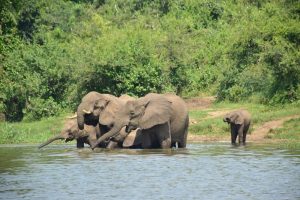 Una manada de elefantes bebiendo en el canal de Kazinga