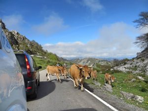 Coches paradas y vacas cruzando la carretera en un entorno de montañas y naturaleza. Hay nubes bajas.