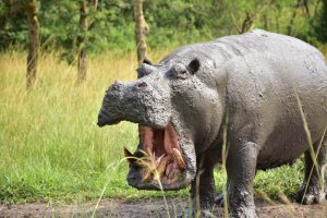 Visitar el Parque Nacional Lake Mburo: hipopótamo embarrado con la boca abierta