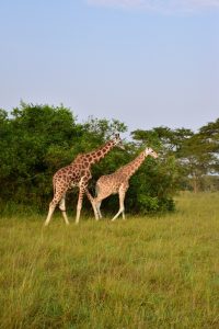 Visitar el Parque Nacional Lake Mburo: dos jirafas caminando