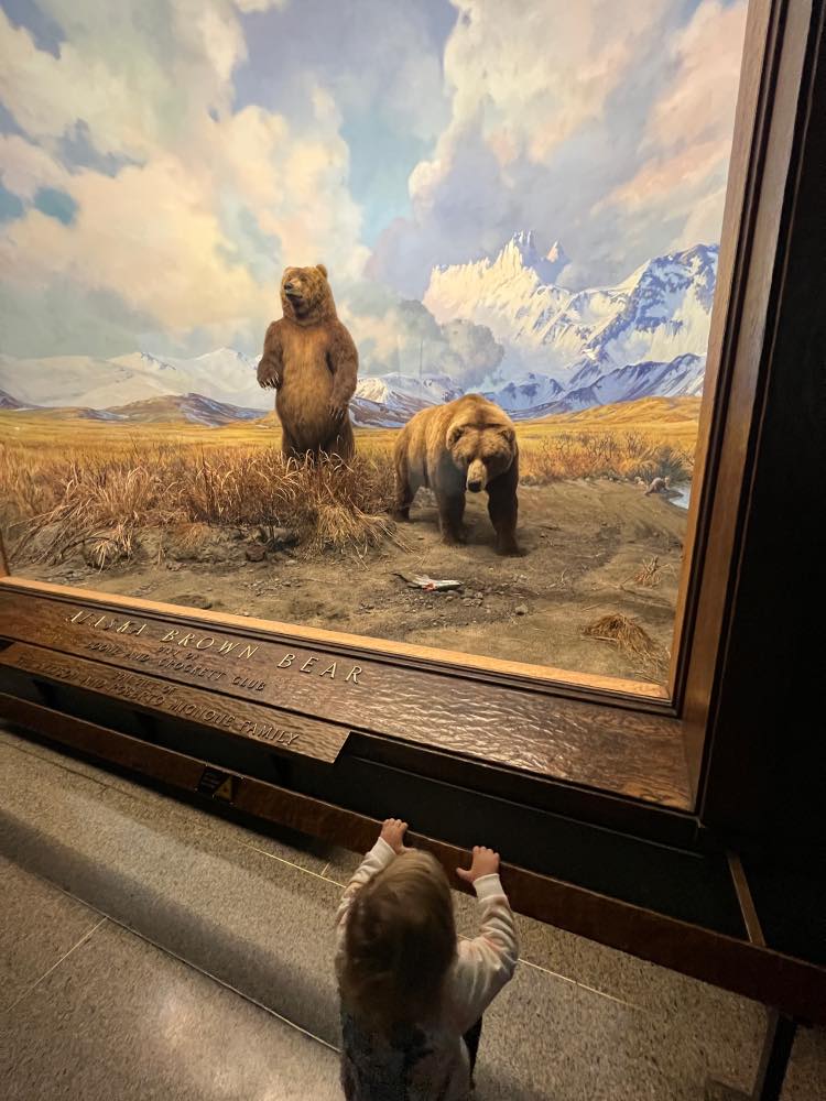 Lucía observando un diorama de osos