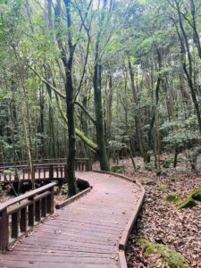 El tramo accesible del bosque curativo de Seogwipo