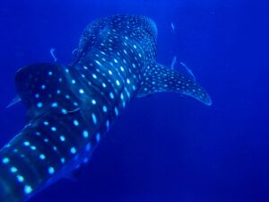 Tiburón ballena