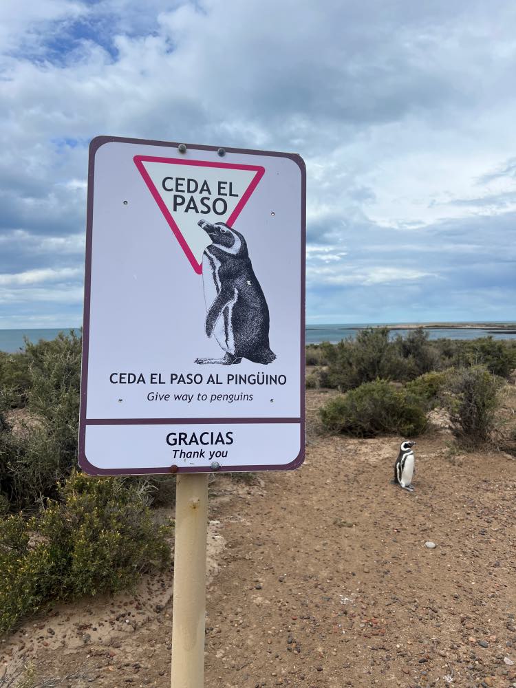 La colonia pingüinera de Punta Tombo en Argentina en 30 días