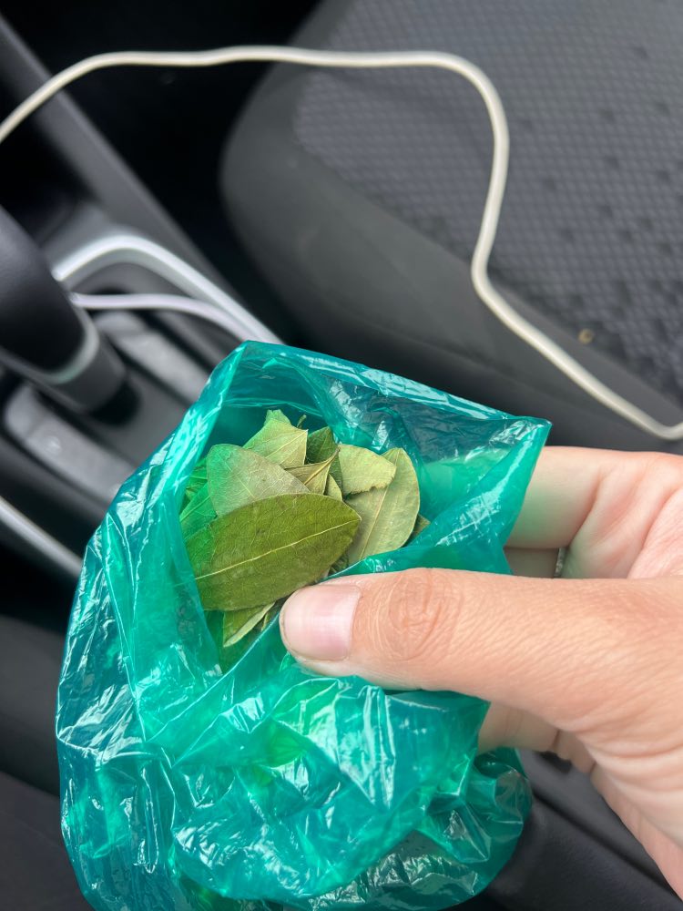 hojas de coca
